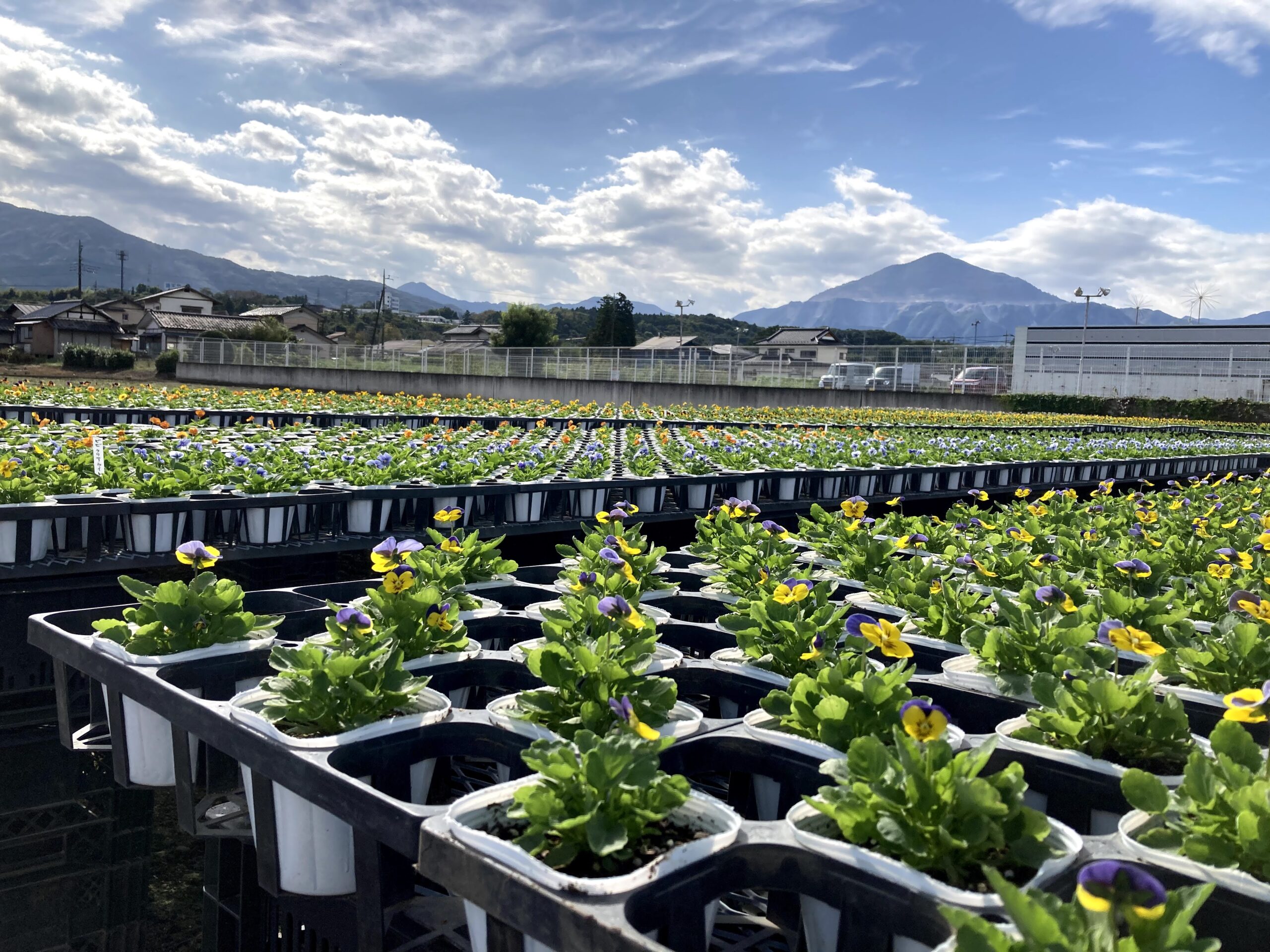 たかはし園芸 | 埼玉県 秩父 花壇苗 野菜苗 果樹苗 観葉植物 寄せ植え ガーデニング出張サービス